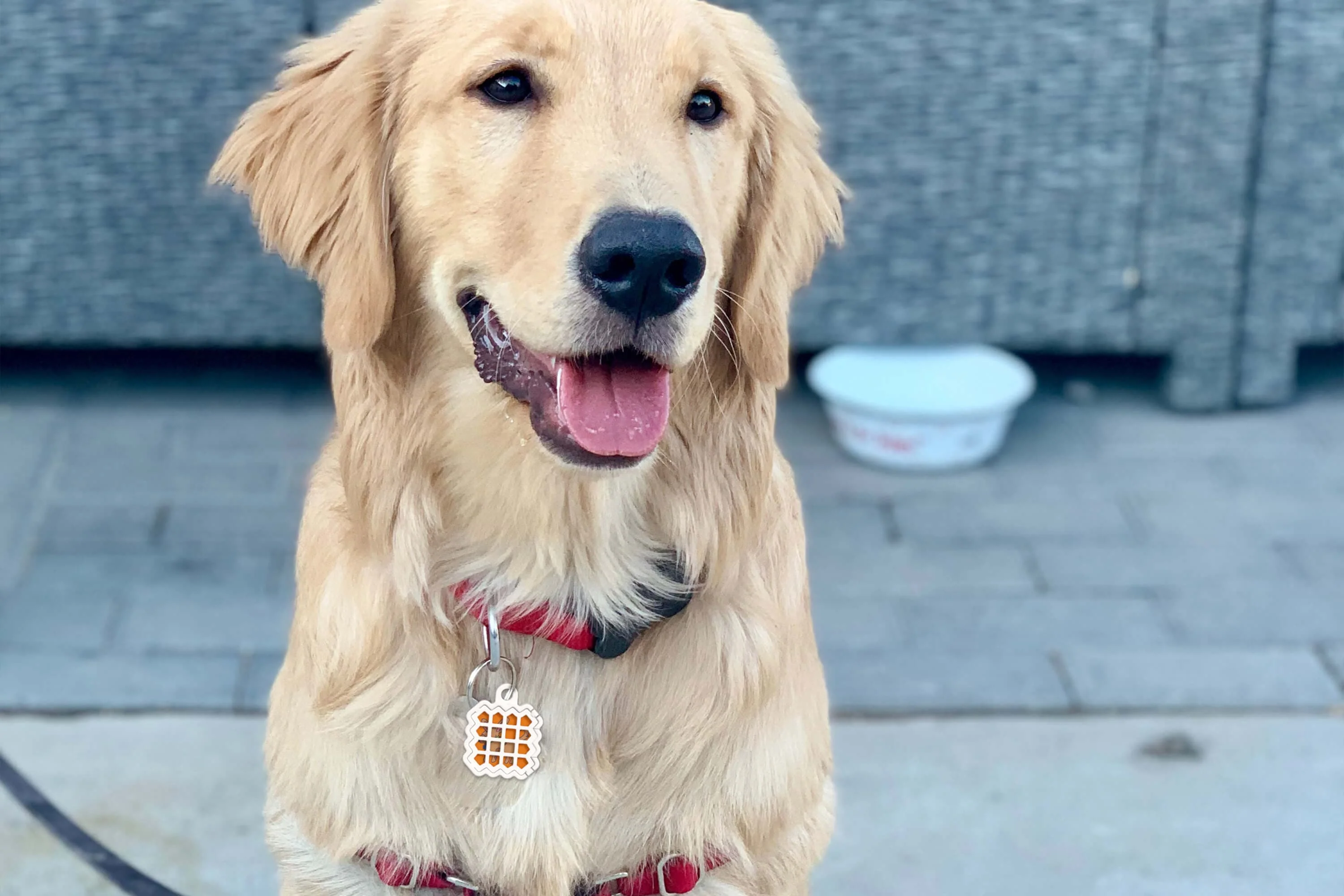 Dog Training Aid Stickers - Image 11
