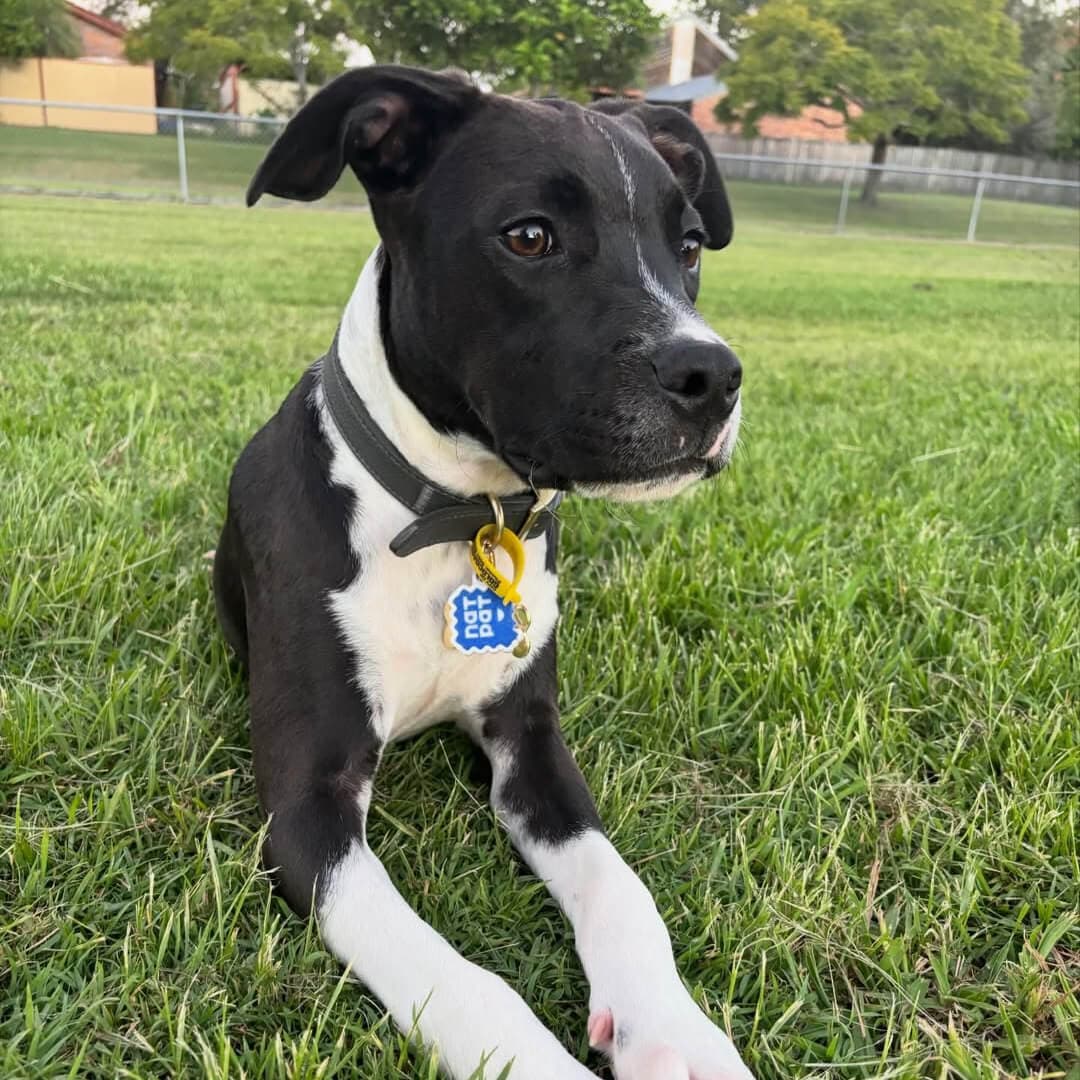The Zen Dog Starter Kit - Image 3