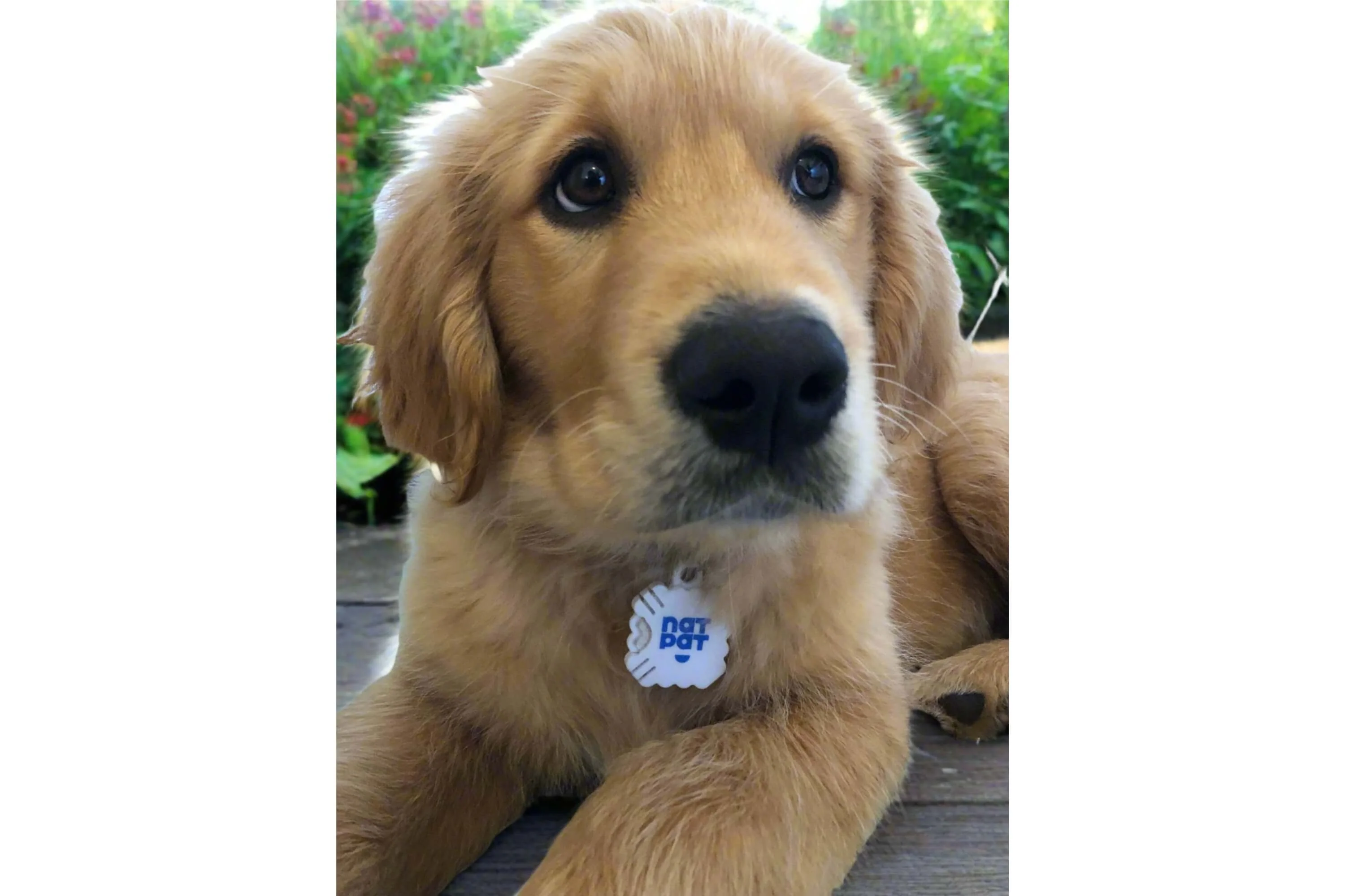 Pet Locket - Image 10